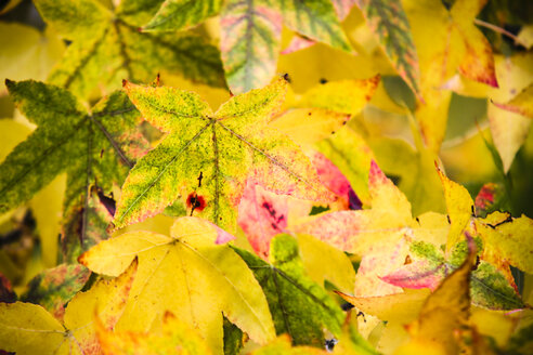 Buntes Laub im Herbst - KRPF000040