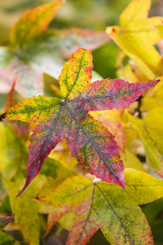 Buntes Herbstlaub, lizenzfreies Stockfoto