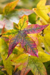 Multicoloured autumn foliage - KRPF000041