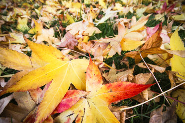 Autumn foliage lying on meadow - KRPF000042