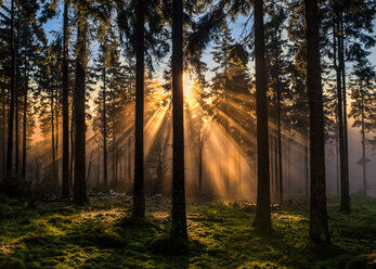 Deutschland, Hessen, Feldberg, Sonnenaufgang und Morgennebel - MPAF000009