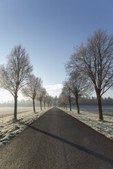 Deutschland, Baden-Württemberg, Tuebingen, Einsiedel, Allee im Winter am Morgen - LVF000410