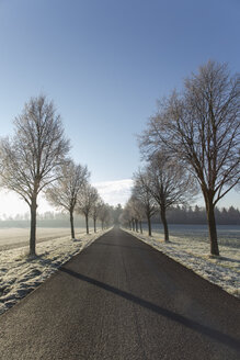 Deutschland, Baden-Württemberg, Tuebingen, Einsiedel, Allee im Winter am Morgen - LVF000410