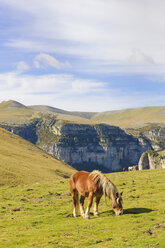 Spanien, Aragonien, Zentralpyrenäen, Nationalpark Ordesa y Monte Perdida, Canon de Anisclo, Wildpferde auf der Weide - LAF000363