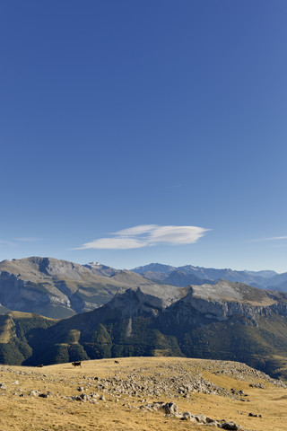 Spanien, Aragonien, Zentralpyrenäen, Nationalpark Ordesa y Monte Perdida, Canon de Anisclo, Rinder auf einer Wiese, lizenzfreies Stockfoto