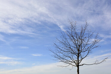 Kahler Baum im Winter vor bewölktem Himmel - AXF000602