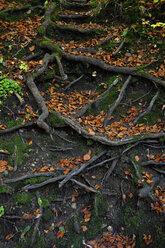 Tree roots and autumn leaves - AXF000610