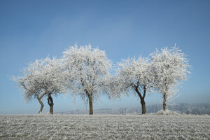 Deutschland, Baden-Württemberg, Landkreis Tuttlingen, Streuobstwiese, mit Frost bedeckt - ELF000734