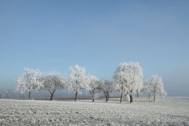 Germany, Baden-Wuerttemberg, Tuttlingen district, meadow with scattered fruit trees, covered with frost - ELF000735