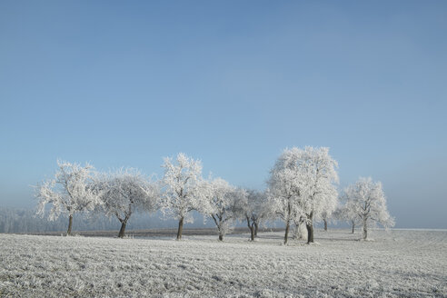 Deutschland, Baden-Württemberg, Landkreis Tuttlingen, Streuobstwiese, mit Frost bedeckt - ELF000735