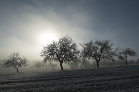 Germany, Baden-Wuerttemberg, Tuttlingen district, meadow with scattered fruit trees and wafts of mist stock photo