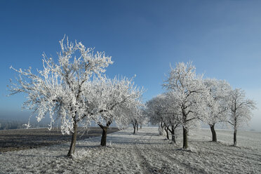 Deutschland, Baden-Württemberg, Landkreis Tuttlingen, Streuobstwiese, mit Frost bedeckt - ELF000738