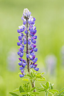 Kanada, Britisch-Kolumbien, Khutzeymateen Provincial Park, Lupine - FO005435