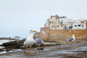 Marokko, Essaouira, Blick auf Festung, drei Möwen stehen davor - HSIF000314