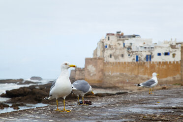 Morocco, Essaouira, view to fortress, three seagulls standing in front - HSIF000314