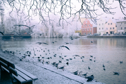 Germany, Bavaria, Landshut, isar promenade and seagulls, morning mist - SARF000180