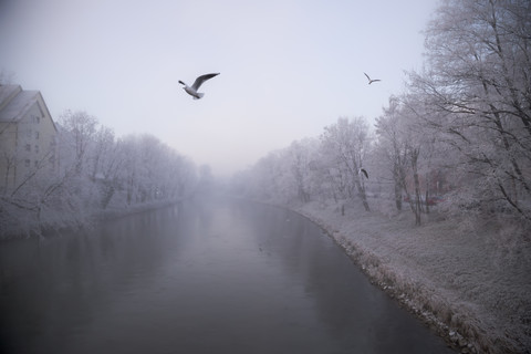 Germany, Bavaria, Landshut, Isar river and seagulls, morning mist stock photo