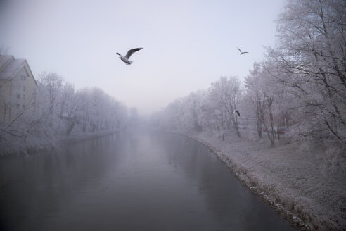 Germany, Bavaria, Landshut, Isar river and seagulls, morning mist - SARF000181