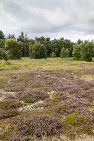 Deutschland, Schleswig-Holstein, Fehmarn, Naturschutzgebiet Grüner Brink, Heide, lizenzfreies Stockfoto