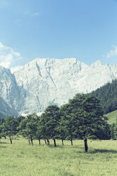 Austria, Tyrol, Risstal, Hinterriss, near Eng, Maple trees, Grosser Ahornboden, mountain pasture with old maple trees - GFF000331