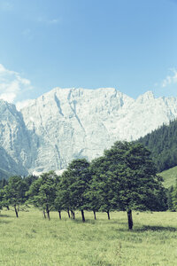Österreich, Tirol, Risstal, Hinterriss, bei Eng, Ahornbäume, Großer Ahornboden, Alm mit alten Ahornbäumen - GFF000331