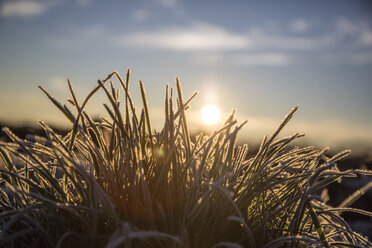 Deutschland, Bayern, Gras mit Frost bedeckt, Morgensonne - SARF000185