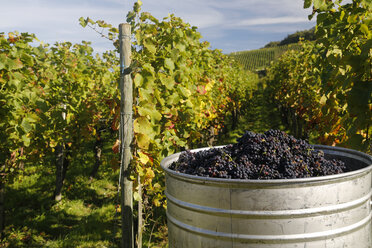 Germany, Baden-Wuerttemberg, Pinot Noir grape harverst near Ballrechten - DHL000207