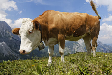 Austria, Tyrol, Karwendel Range, Ahornboden Region, cow on pasture - GFF000333