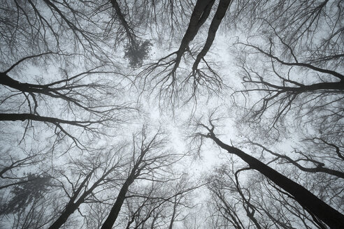 Switzerland, Thurgau, Beech forest in fog - ELF000748