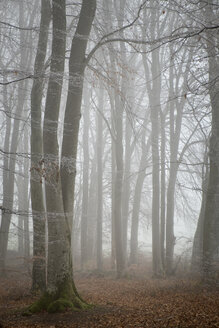 Schweiz, Thurgau, Buchenwald im Nebel - ELF000747