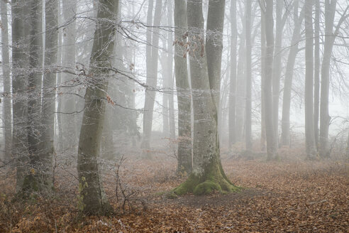 Schweiz, Thurgau, Buchenwald im Nebel - ELF000746