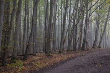 Germany, Mecklenburg-Western Pomerania, Ruegen, Jasmund National Park, beech forest in the fog - WI000251