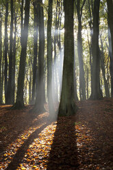 Deutschland, Mecklenburg-Vorpommern, Rügen, Nationalpark Jasmund, Buchenwald in der Sonne - WI000252