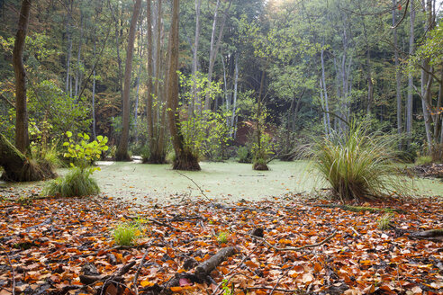 Deutschland, Mecklenburg-Vorpommern, Rügen, Nationalpark Jasmund, Sumpf im Herbst - WIF000254