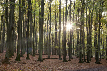 Deutschland, Mecklenburg-Vorpommern, Rügen, Nationalpark Jasmund, Buchenwald in der Sonne - WIF000255