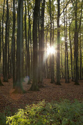 Germany, Mecklenburg-Western Pomerania, Ruegen, Jasmund National Park, beech forest against the sun - WIF000256