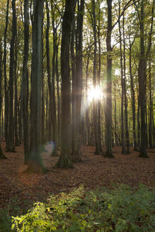 Deutschland, Mecklenburg-Vorpommern, Rügen, Nationalpark Jasmund, Buchenwald in der Sonne - WIF000256