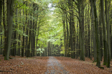 Deutschland, Mecklenburg-Vorpommern, Rügen, Nationalpark Jasmund, Waldweg, Buchenwald im Herbst - WIF000257