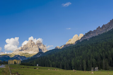 Italien, Blick auf Dolomiten, Rinderherde im Vordergrund - MJ000439