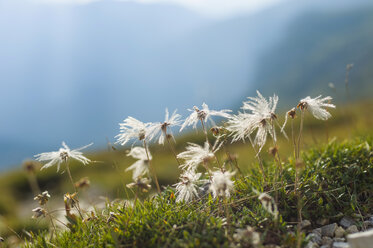 Italien, Provinz Belluno, Venetien, Auronzo di Cadore, Baumwollgras (Eriophorum), Nahaufnahme - MJF000473