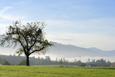 Germany, Bavaria, Swabia, view from meadows near Hergensweiler to the Pfaender ridge - LB000467