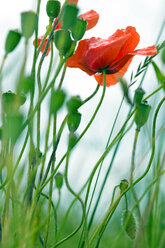 Klatschmohnblüte, Papaver rhoeas - LB000459