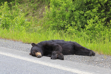 Kanada, British Columbia, Toter Schwarzbär am Straßenrand des Stewart-Cassiar Highway - FOF005458