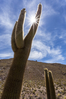 Bolivien, Altiplano, Salar de Uyuni, Kaktus im Sonnenlicht - STSF000291
