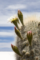 Bolivien, Altiplano, Salar de Uyuni, Kaktusblüten - STSF000290