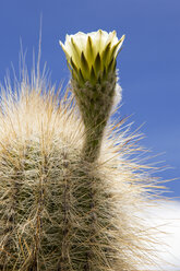 Bolivien, Altiplano, Salar de Uyuni, Kaktusblüte - STSF000289