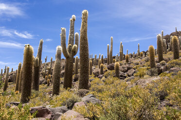 Bolivien, Altiplano, Salar de Uyuni, Kakteen - STSF000288