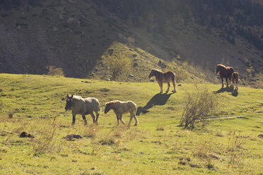 Spain, National Park Ordesa y Monte Perdido, Wild horses in Pineta Valley - LAF000484