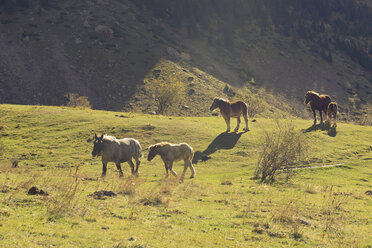 Spanien, Nationalpark Ordesa y Monte Perdido, Wildpferde im Pineta-Tal - LAF000484