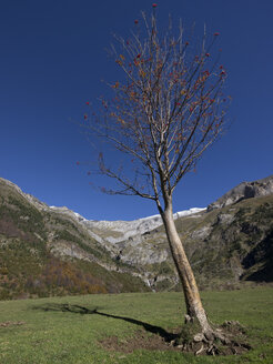 Spanien, Nationalpark Ordesa y Monte Perdido, Kahler Baum im Tal - LAF000495